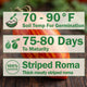 Striped Roman Tomato