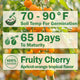 Sungold Tomato