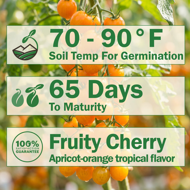 Sungold Tomato