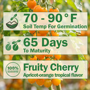 Sungold Tomato