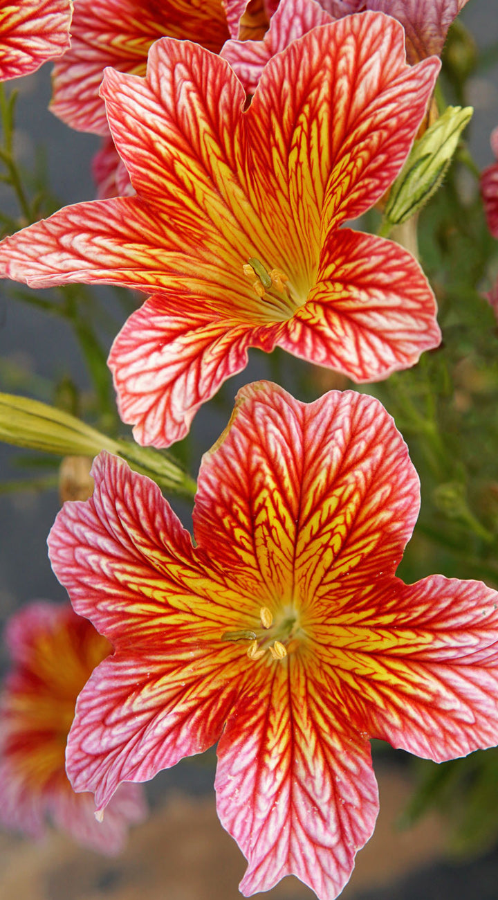 Close-up of vibrant pink and yellow Salpiglossis flowers with a blurred background
