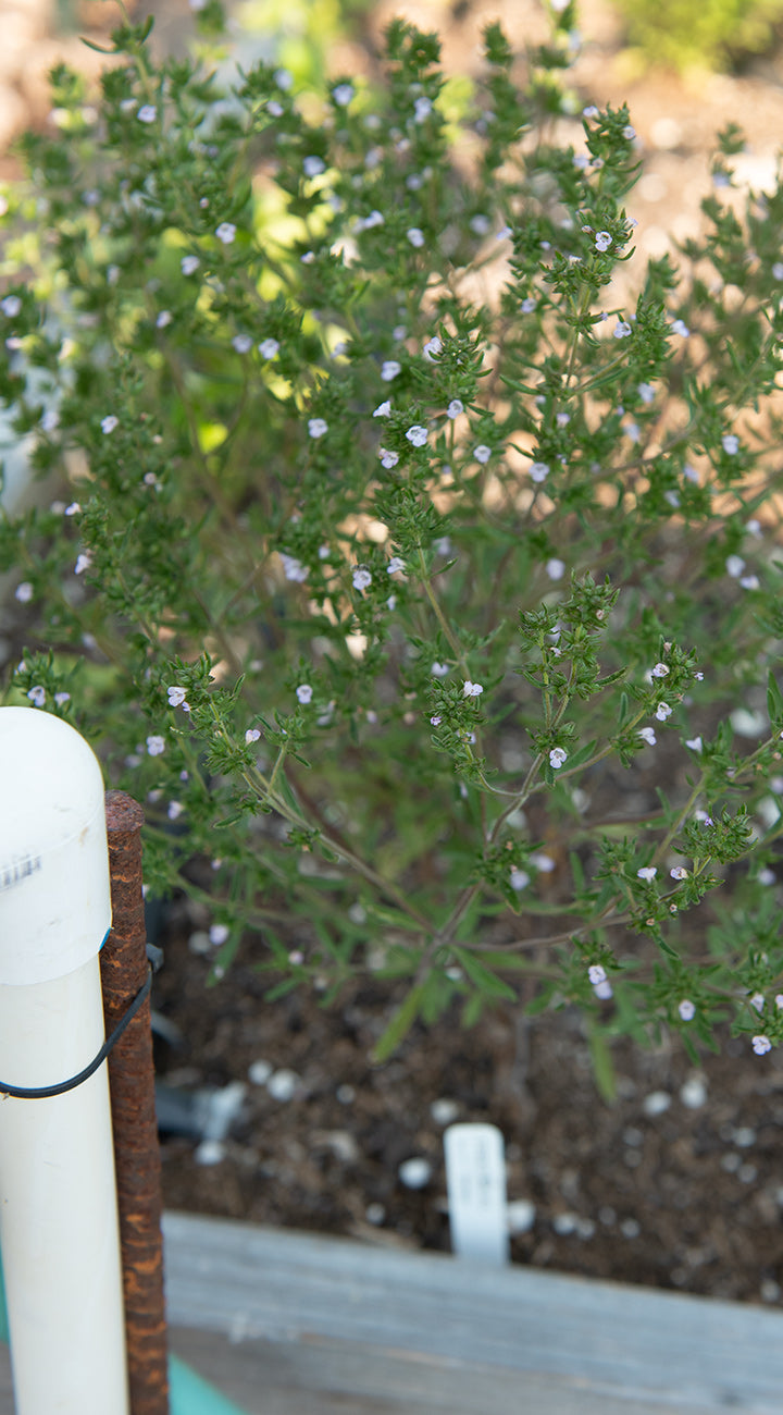 Small savory plant with green leaves and white flowers in a garden setting