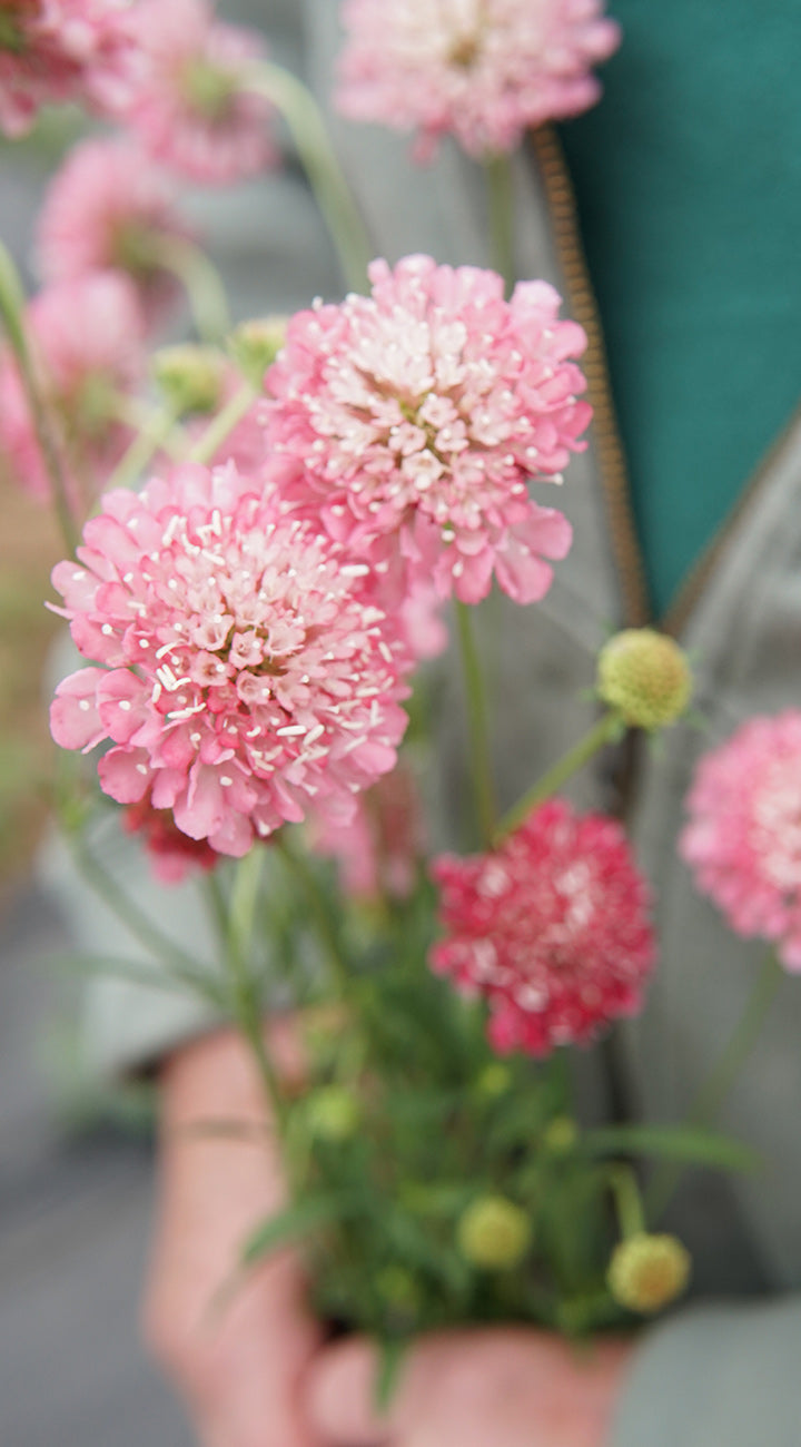 Close-up of pink Scabiosa flowers held by a hand with a blurred background