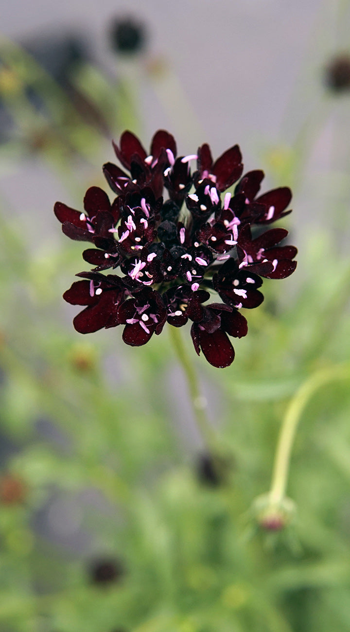 Close-up of a dark purple Scabiosa flower with a blurred green background