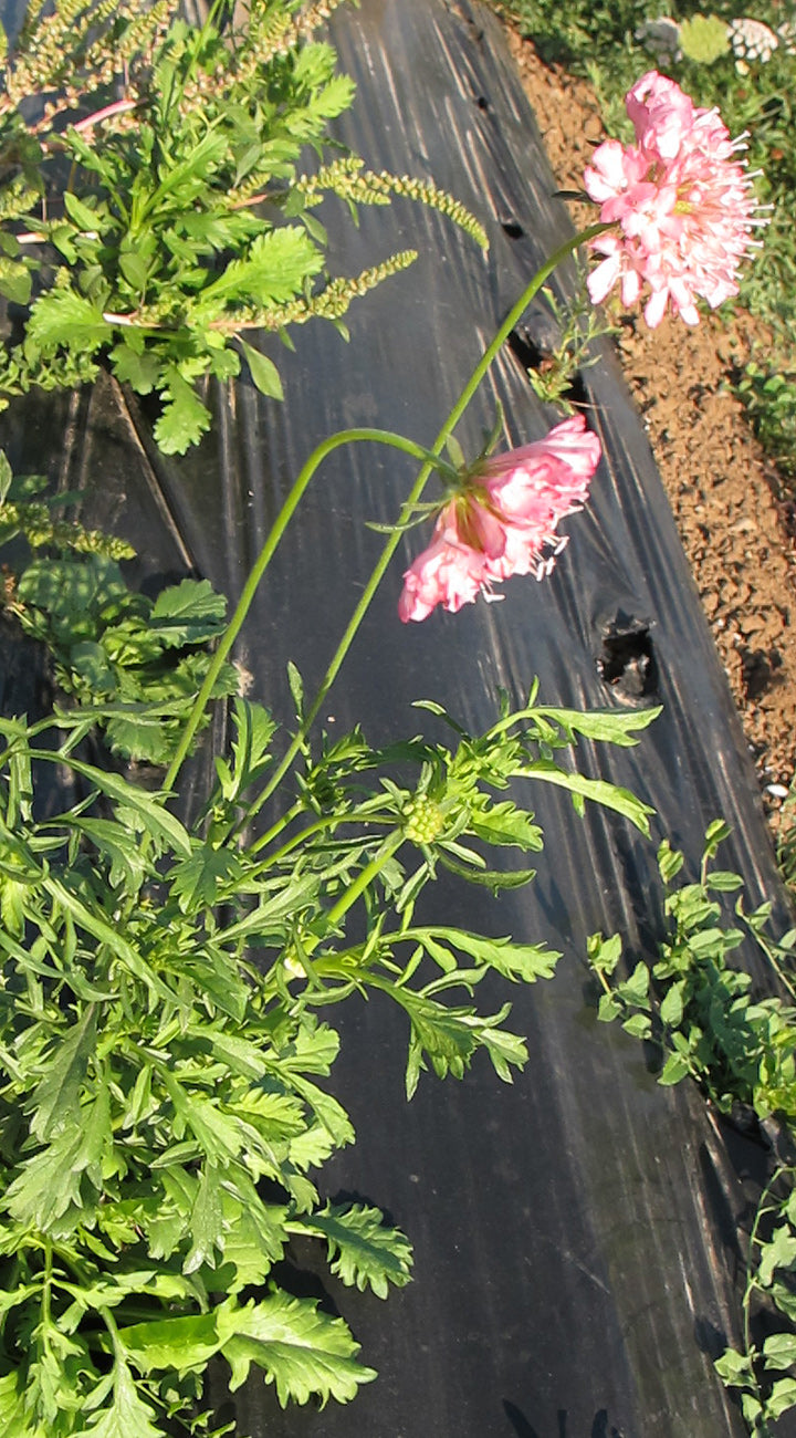 Pink Scabiosa flowers with green leaves on a black plastic mulch background