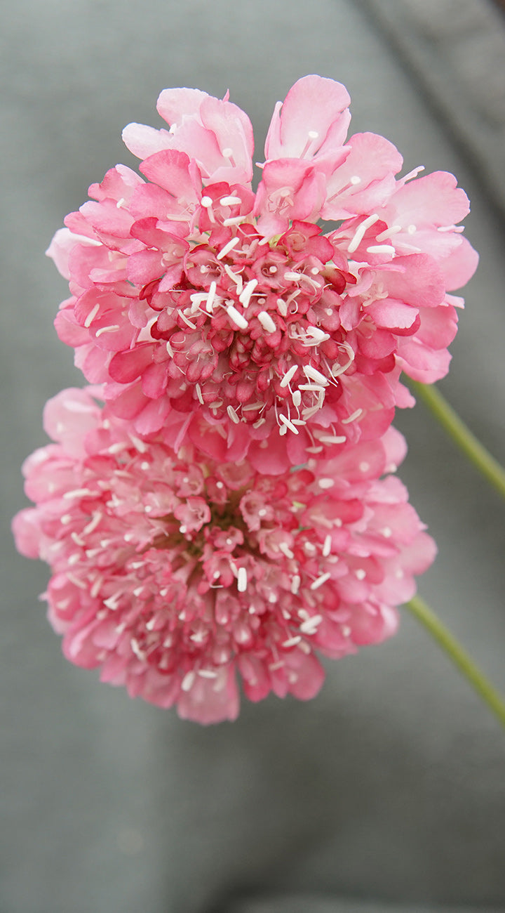 Close-up of two pink Scabiosa flowers with a blurred gray background