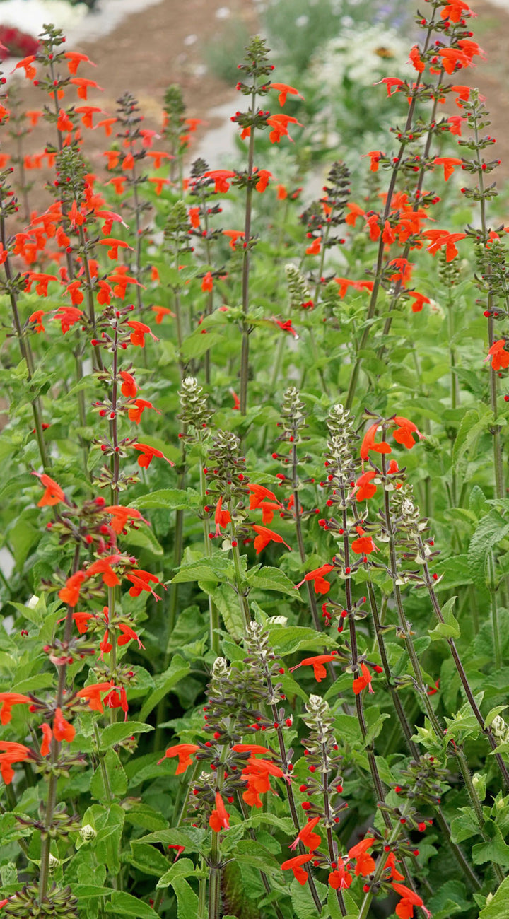 Red scarlet sage flowers with green leaves in a garden setting