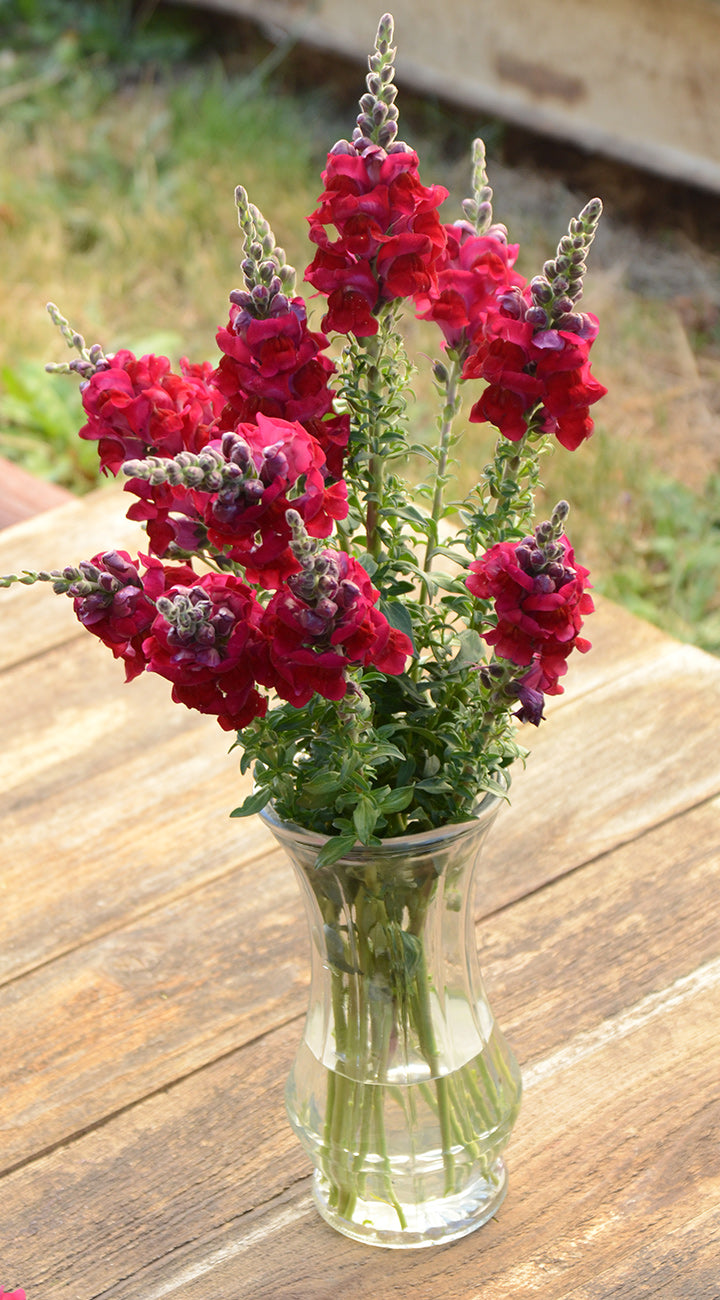 Bouquet of red Snapdragon flowers in a clear vase on a wooden surface