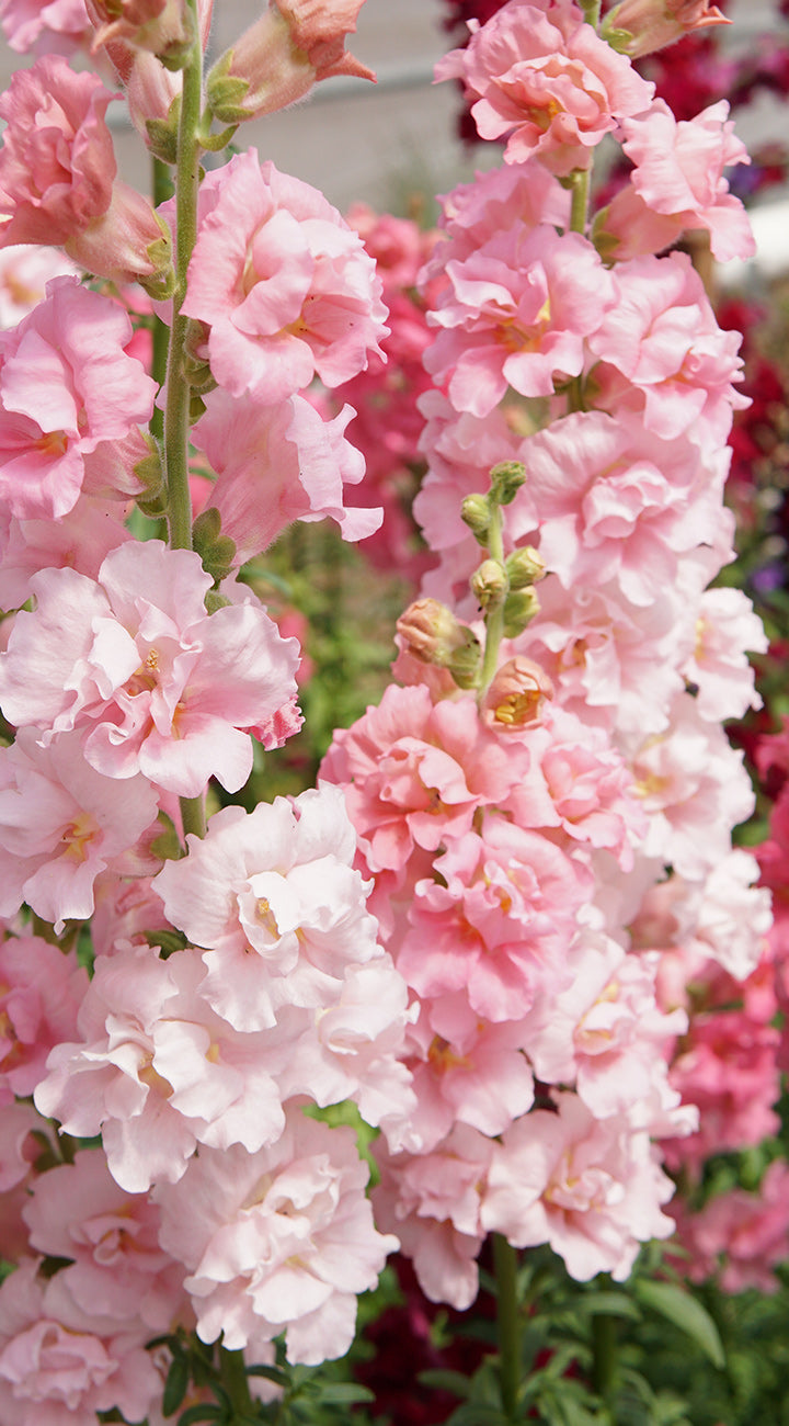 Close-up of Potomac Red snapdragon spikes showcasing ruffled double pink flowers with blurred garden background