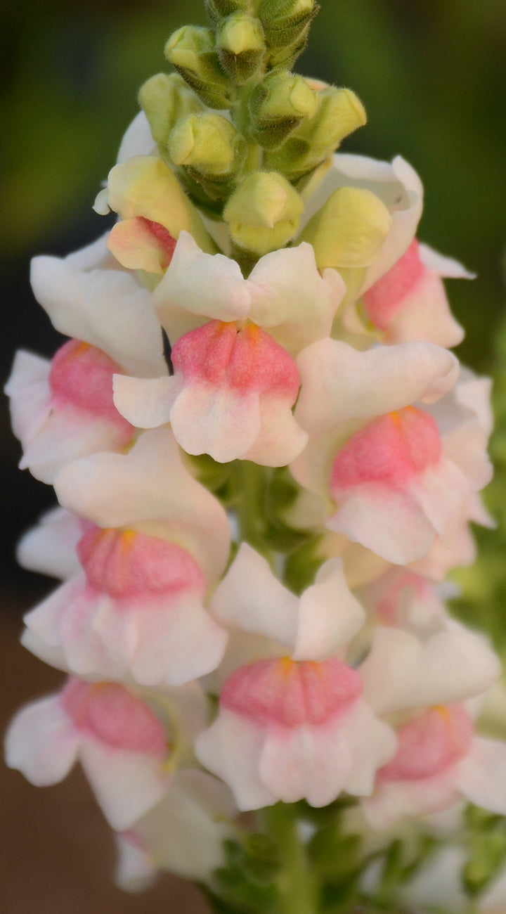 Close-up of Potomac Appleblossom snapdragon spike showcasing white petals with pink centers against a blurred green background