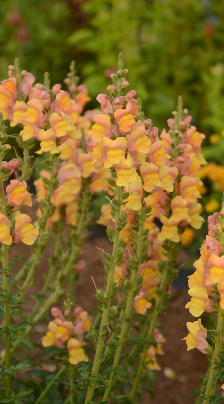 Group of pink and yellow Snapdragon flowers with a blurred green background