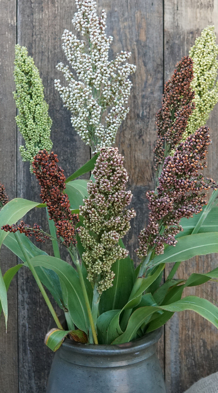 Decorative arrangement of Sorghum plants in a metal container against a wooden background