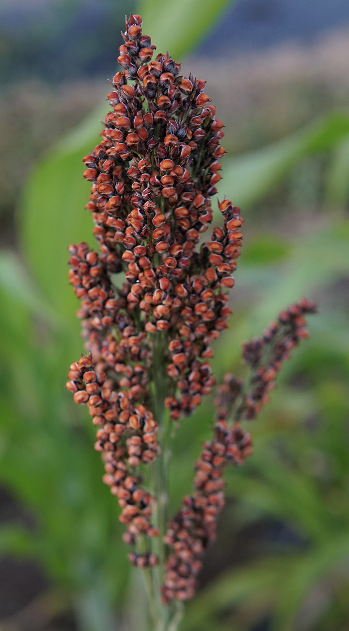Close-up of a sorghum plant with a blurred natural background