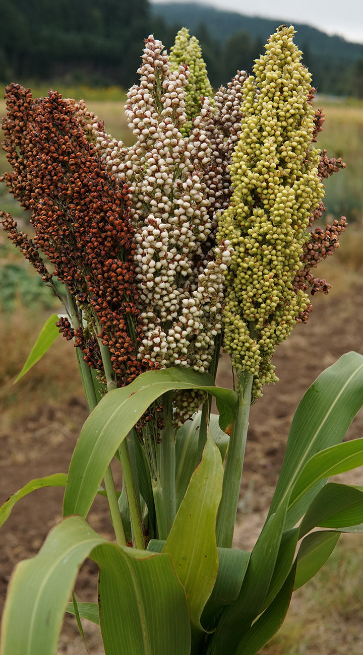 Close-up of sorghum plants with green leaves and varying colored heads in a field.
