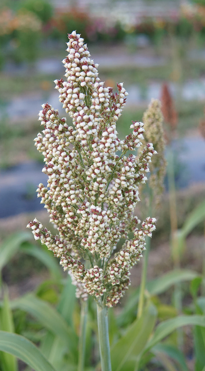 Close-up of a sorghum plant with a blurred natural background