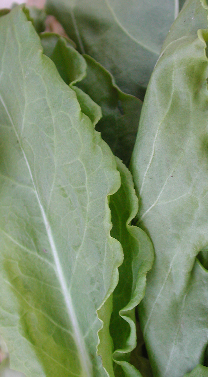 Close-up of green leafy Sorrel