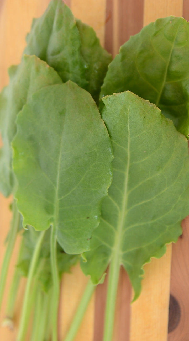 Close-up of green leafy sorrel on a wooden surface
