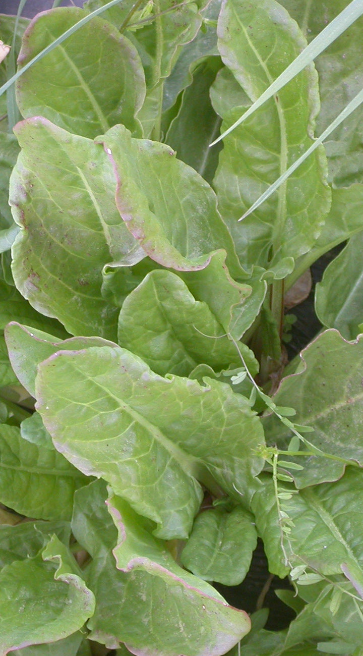 Close-up of green leafy Sorrel plants with a blurred background