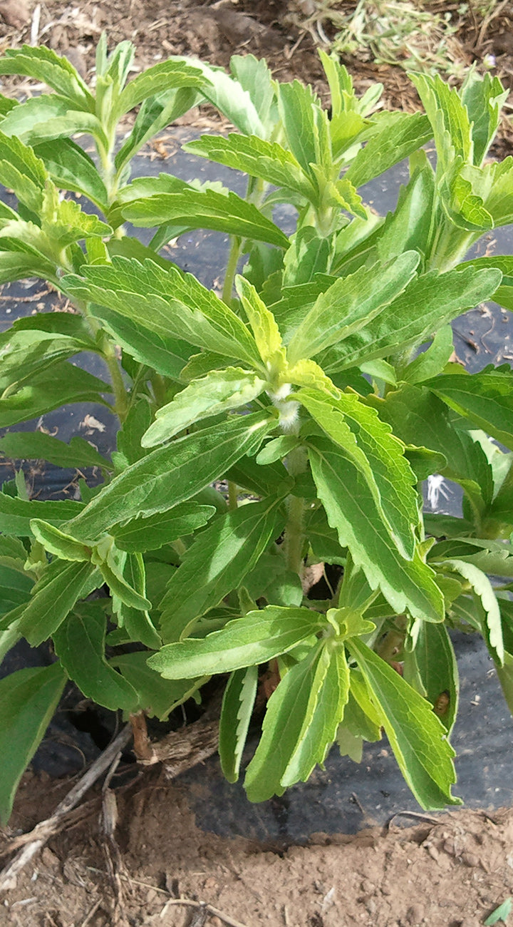 Green stevia plant with leaves on a natural background