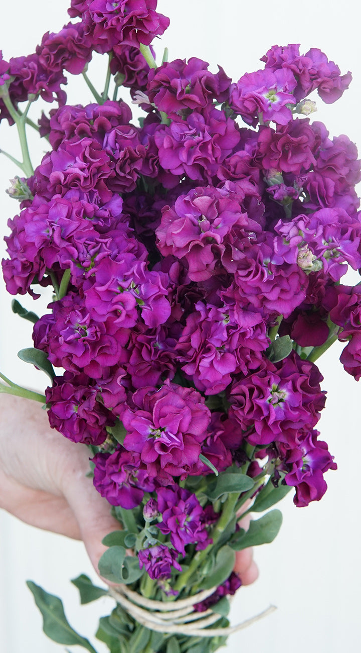 Bouquet of purple stock flowers held by a hand on a white background