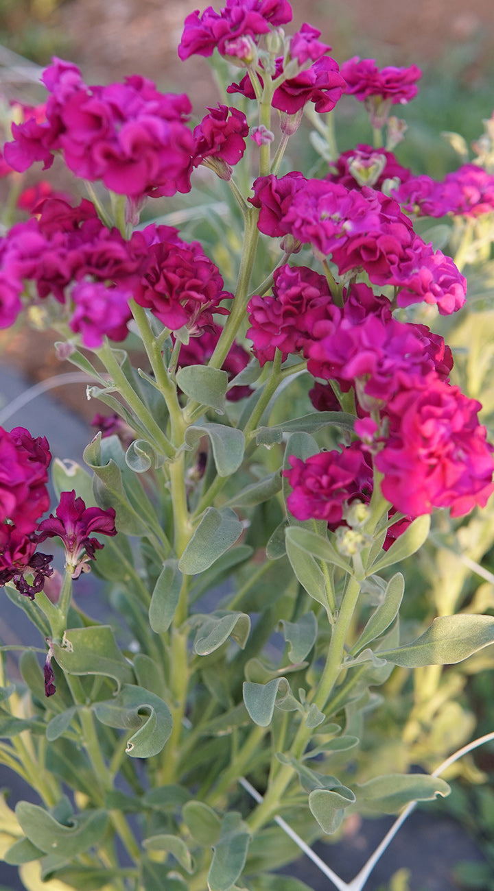 Close-up of Quartet Purple stock showing clusters of double magenta flowers and silvery-green leaves in a garden bed