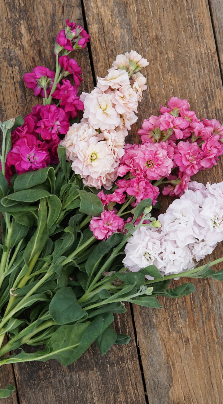 Bouquet of pink and white stock flowers on a wooden surface