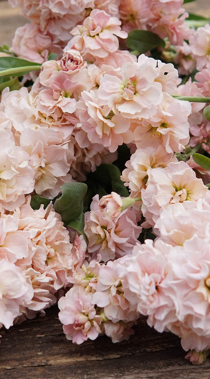 Close-up of pink stock flowers with green leaves on a wooden surface
