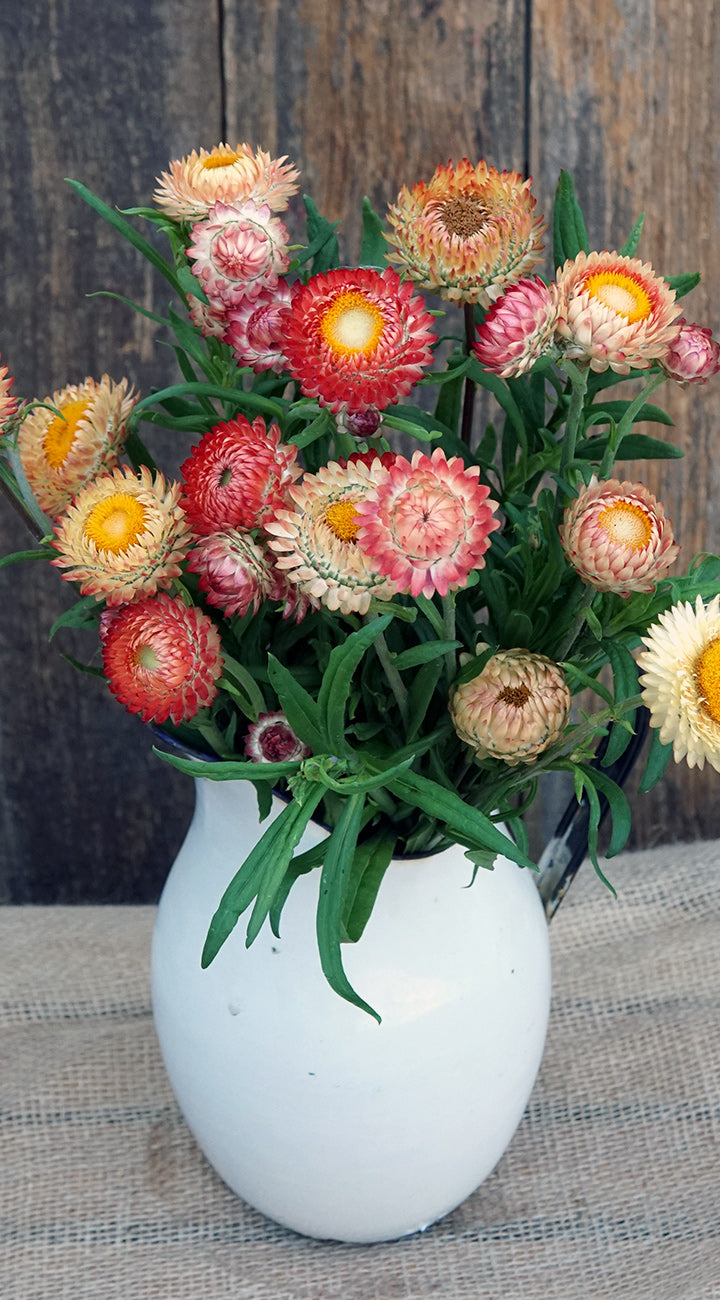Bouquet of colorful strawflowers in a white vase on a wooden surface