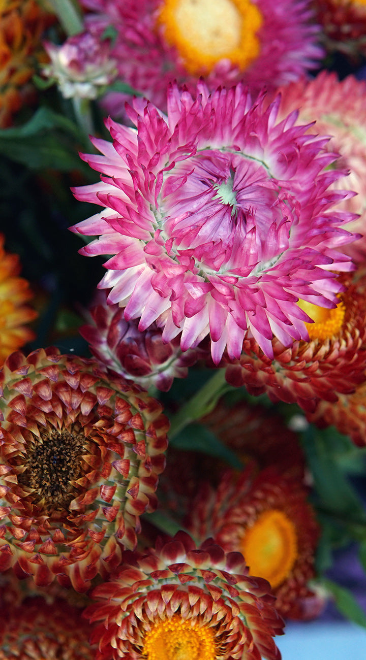Close-up of colorful strawflowers with a blurred background