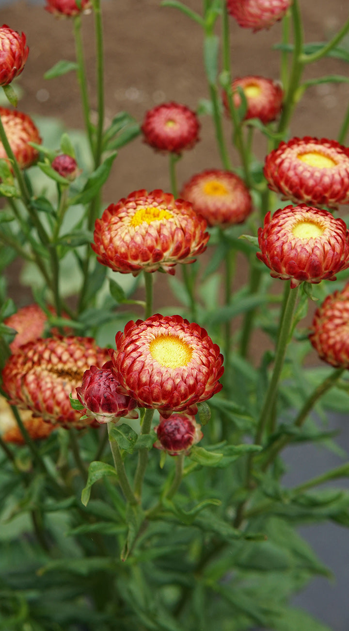 Red and yellow strawflowers with green leaves on a blurred background