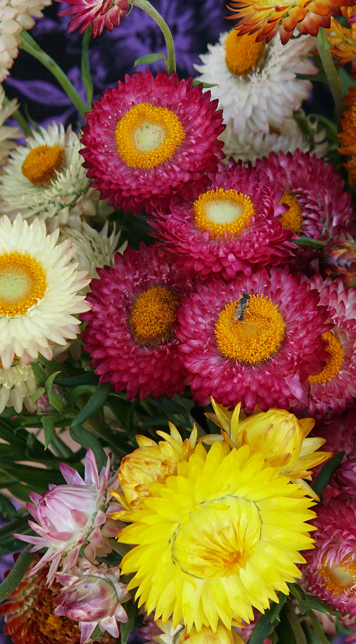Bouquet of colorful strawflowers including pink, yellow, and white varieties.