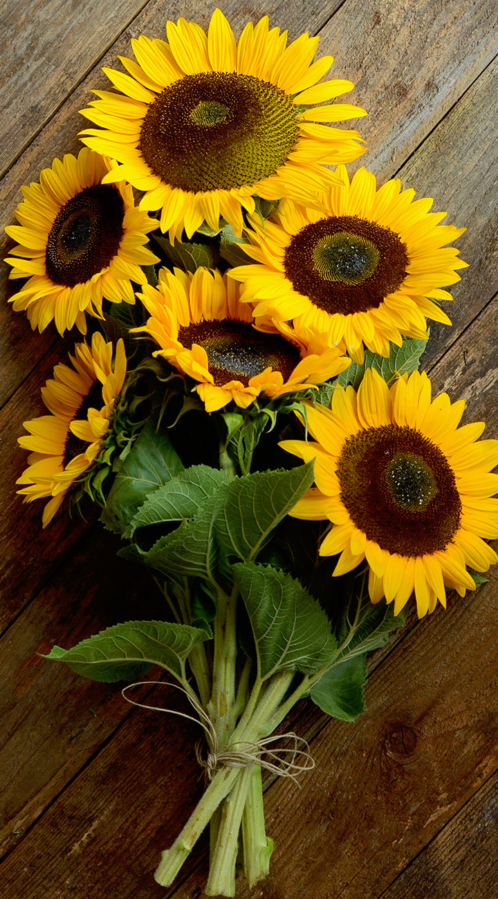 Top-down view of Ring of Fire sunflowers with bright yellow petals and dark centers on weathered wood background