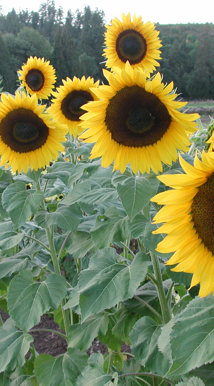 Sunflowers in a field with green leaves and a blurred background
