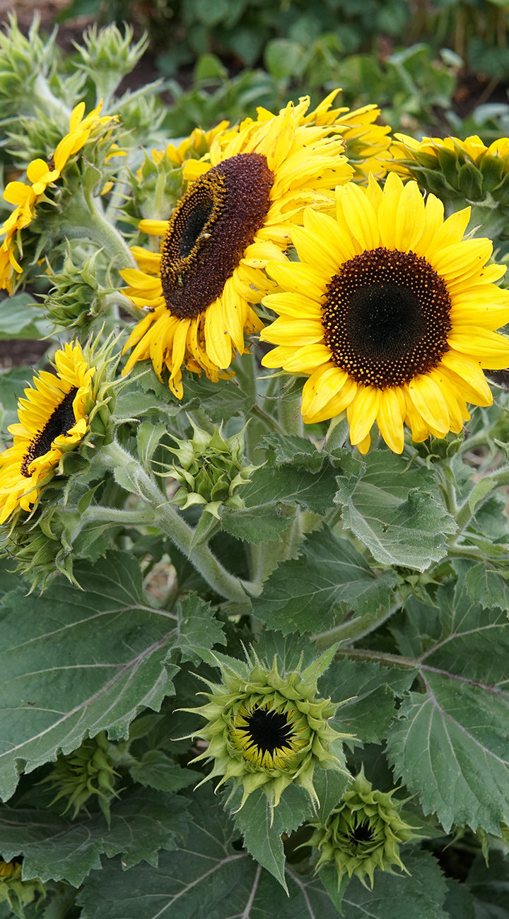 Close-up of American Giant sunflower cluster with bright yellow petals, dark brown centers and several unopened buds