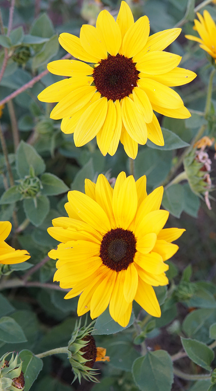 Two bright yellow sunflowers with dark brown centers on a green leafy background