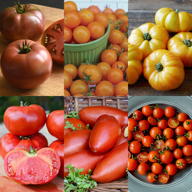 Front view of Modern Tomato Collection showing a collage of whole and sliced red and yellow tomatoes on a white background