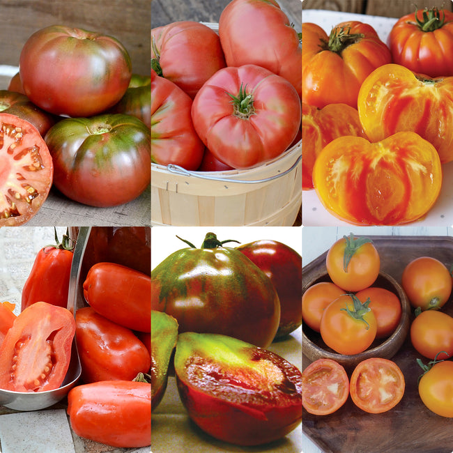 Collage of six heirloom tomato transplants showing varied colors, shapes, and sizes on neutral rustic backgrounds