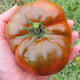 Top view of Cappuccino tomato showing glossy chestnut-red pleated beefsteak held in hand over grass