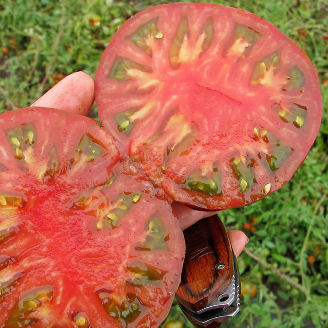 Close-up of halved Cappuccino tomato showcasing marbled pink-red flesh and chestnut-red skin