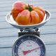 Close-up of Ginfiz tomato on a kitchen scale showing ribbed, orange-striped 10–14 oz fruit