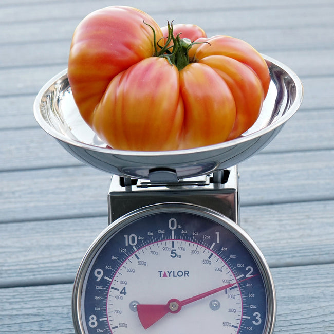 Close-up of Ginfiz tomato on a kitchen scale showing ribbed, orange-striped 10–14 oz fruit