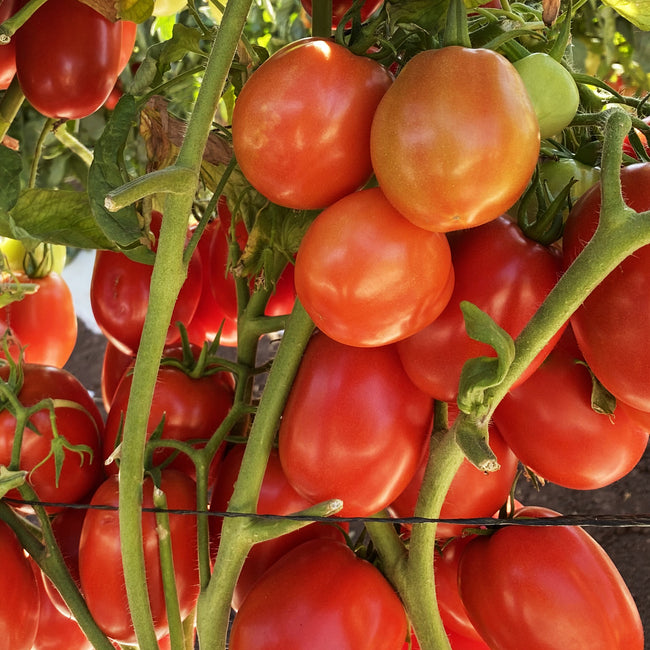 Close-up of Kuzco tomato cluster showcasing oblong red saladette fruits on the vine