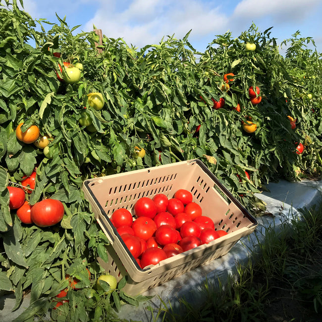 Basket of freshly harvested ripe red tomatoes sitting in front of trellised tomato vines in a sunny field
