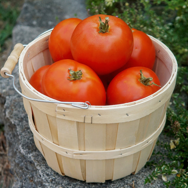 Close-up of Umpqua Beauty heirloom tomatoes in a wooden bushel basket showing smooth red fruit with stone and foliage background