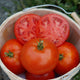 Close-up of Umpqua Beauty heirloom tomatoes showing a sliced tomato interior and smooth red skins in a bucket
