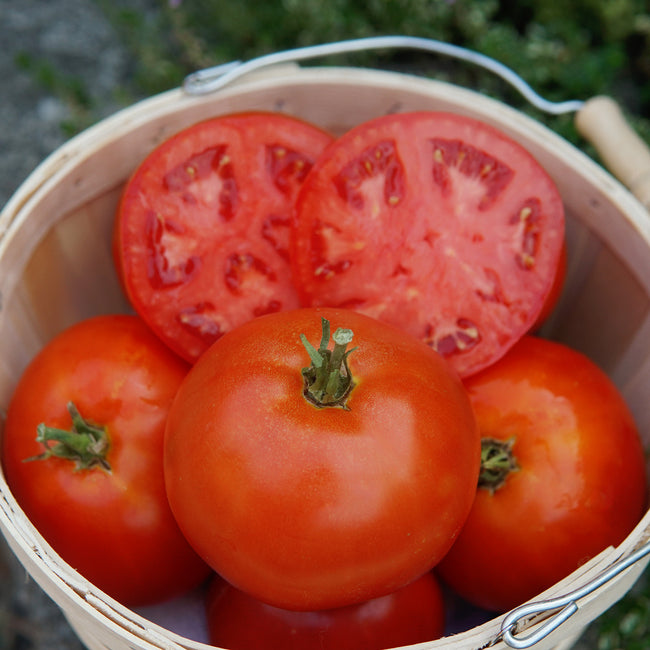 Close-up of Umpqua Beauty heirloom tomatoes showing a sliced tomato interior and smooth red skins in a bucket