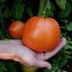 Close-up of Umpqua Beauty heirloom tomato held in hands showing ripe orange-red color and smooth round shape with foliage background