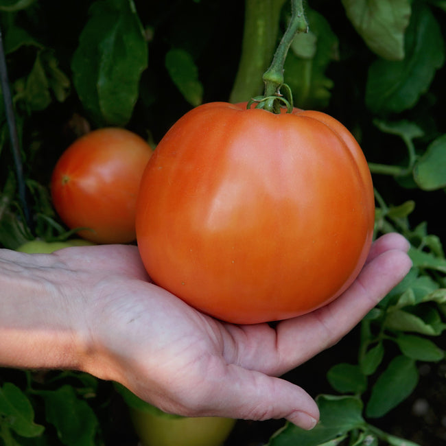 Close-up of Umpqua Beauty heirloom tomato held in hands showing ripe orange-red color and smooth round shape with foliage background