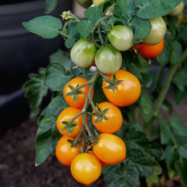 Close-up of Pillar Catch Orange tomato plant showcasing trusses of small heart-shaped orange cherry tomatoes with green foliage
