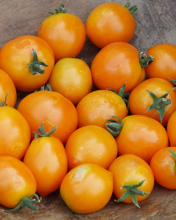 Close-up of Pillar Catch Orange tomatoes showcasing small, heart-shaped orange fruit